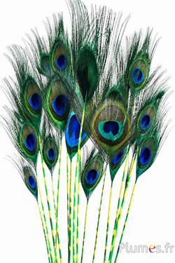 Pauw blauw - Peacock Duo - 13-18 cm - smaragdgroen-geel